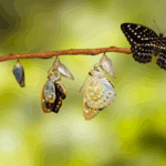 chrysalides symbolisant la résistance au changement et la transformation professionnelle