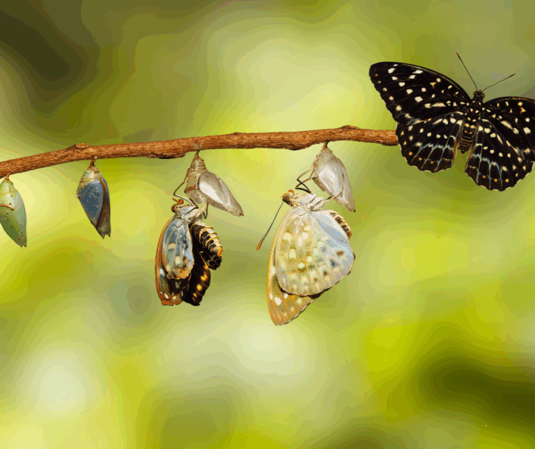 chrysalides symbolisant la résistance au changement et la transformation professionnelle