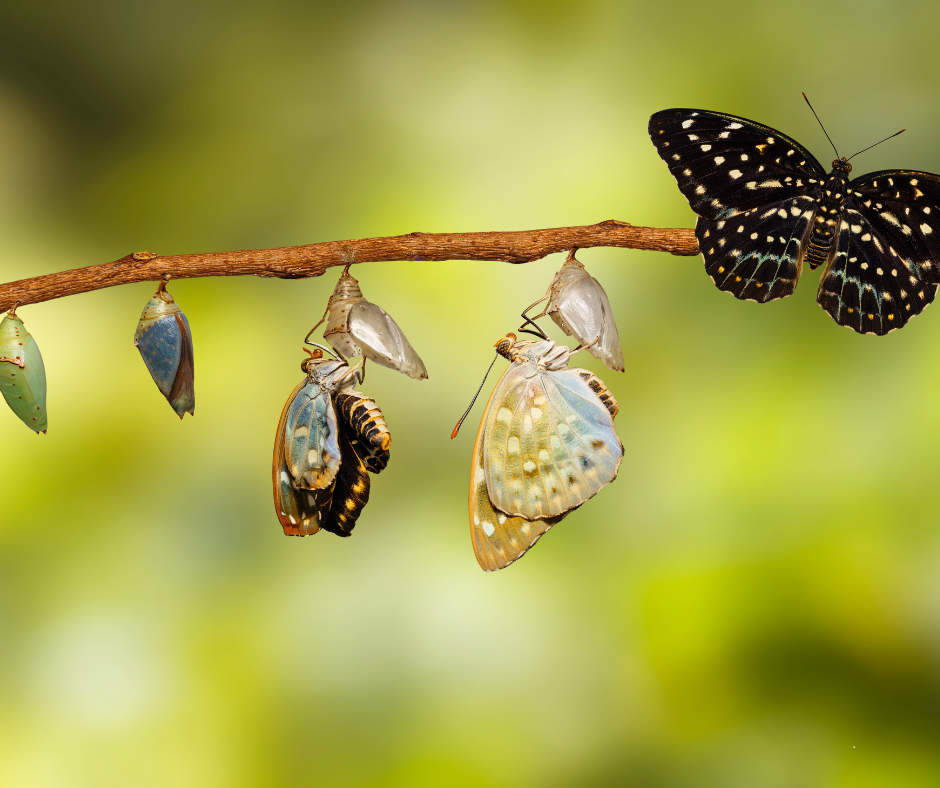 chrysalides symbolisant la résistance au changement et la transformation professionnelle